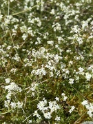 17th Jun 2024 - Heath Bedstraw