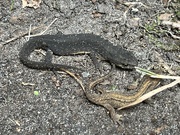 13th Jun 2024 - Female Great Crested Newt and Smooth Newt