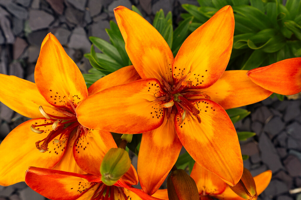 Vibrant orange lilies. by neil_ge