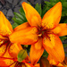 Vibrant orange lilies.