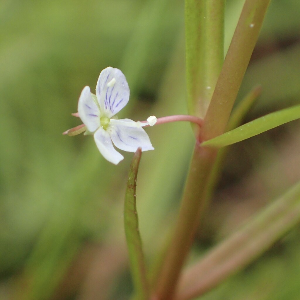 Marsh Speedwell by mattjcuk