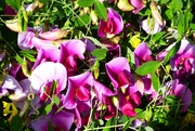 17th Jun 2024 - Everlasting Sweet Peas