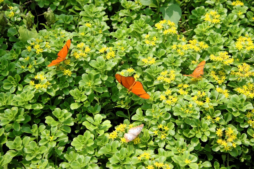 Multiple Butterflies by randy23
