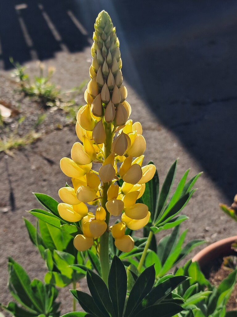 Day 169/366. Yellow Lupin. by fairynormal