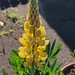 Day 169/366. Yellow Lupin. by fairynormal