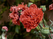 17th Jun 2024 - Red Poppy