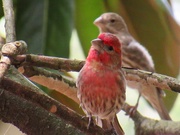 16th Jun 2024 - Nest builders