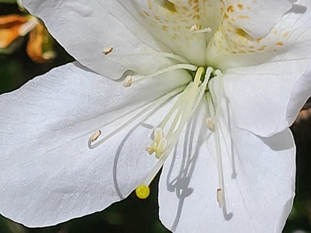 White azalea blossom by paulabriggs