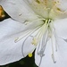White azalea blossom