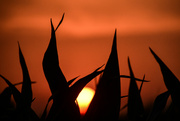 16th Jun 2024 - Sunset in Concordia, Missouri