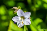 17th Jun 2024 - Polemonium caeruleum