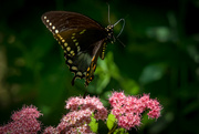 17th Jun 2024 - Dancing butterfly