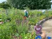17th Jun 2024 - The Library Garden is looking good.