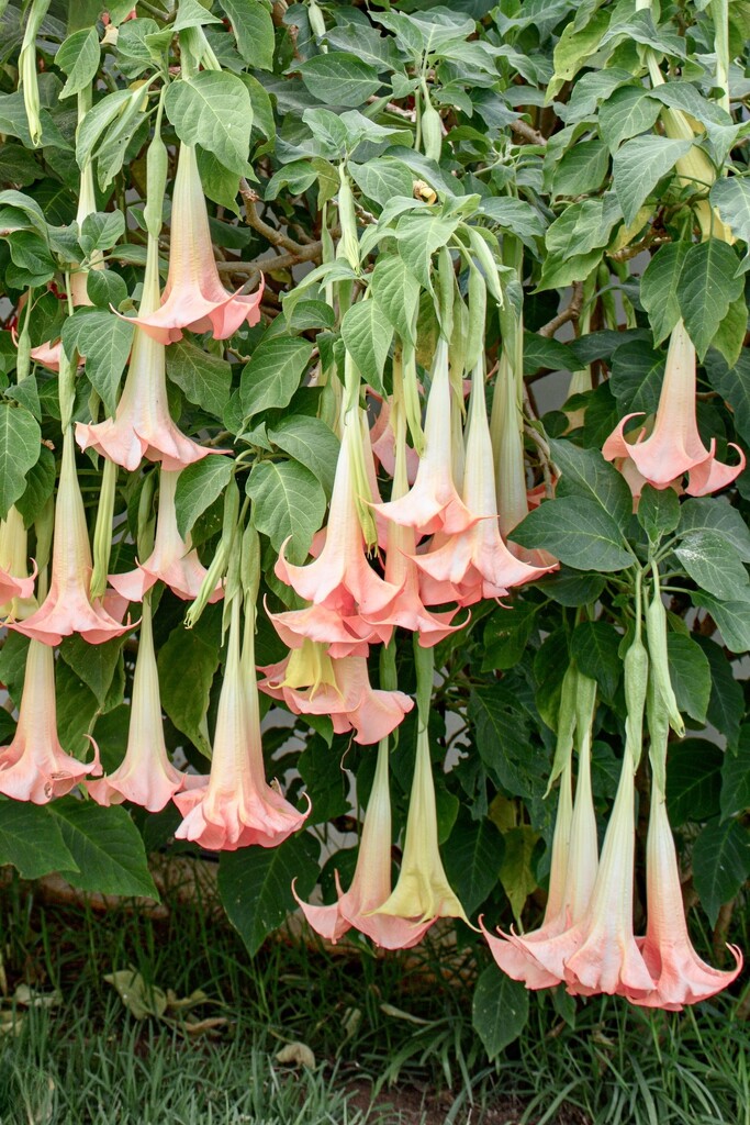 Angel’s Trumpet  by cocokinetic