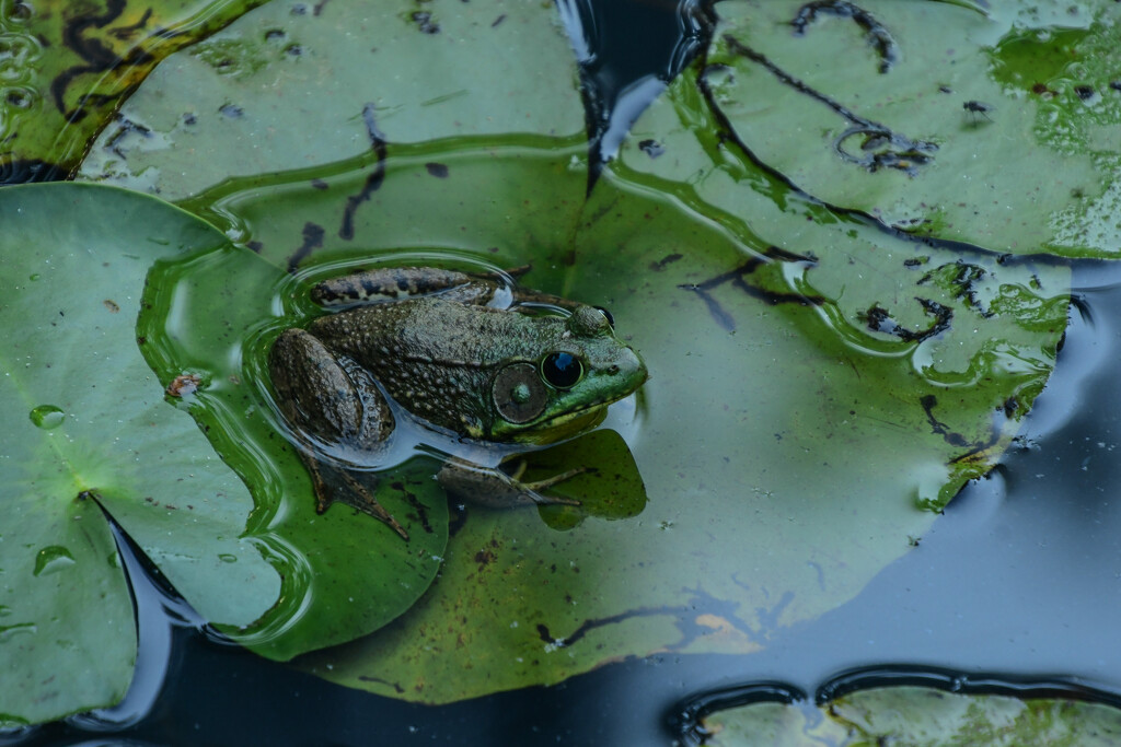 Frog on a Lily Pad by kareenking