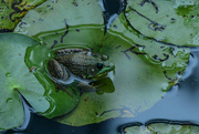 15th Jun 2024 - Frog on a Lily Pad