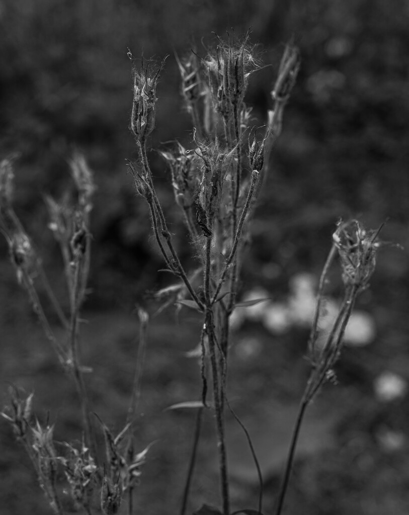 Gone to Seed by darchibald