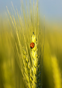 15th Jun 2024 - wheat