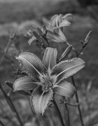 17th Jun 2024 - Day lily