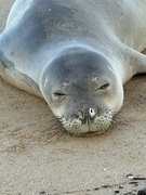 16th Jun 2024 - Hawaiian Monk Seal