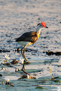 18th Jun 2024 - Comb Crested Jacana