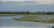 17th Jun 2024 - Lily Fields