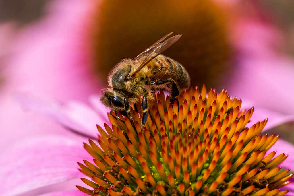 Honey Bee by kvphoto