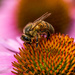 Honey Bee by kvphoto