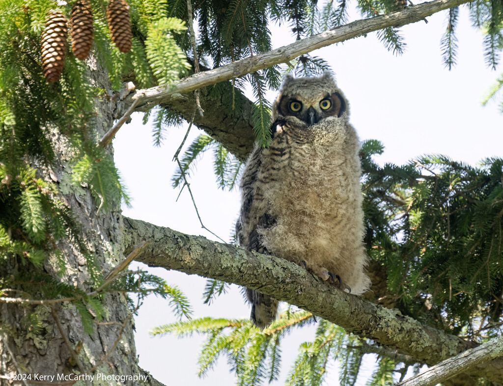 Baby Great Horned Owl with a story to tell... by mccarth1