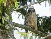 14th Jun 2024 - Baby Great Horned Owl with a story to tell...