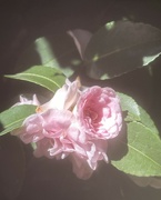 19th May 2024 - Camellia 