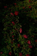 12th Jun 2024 - Roses