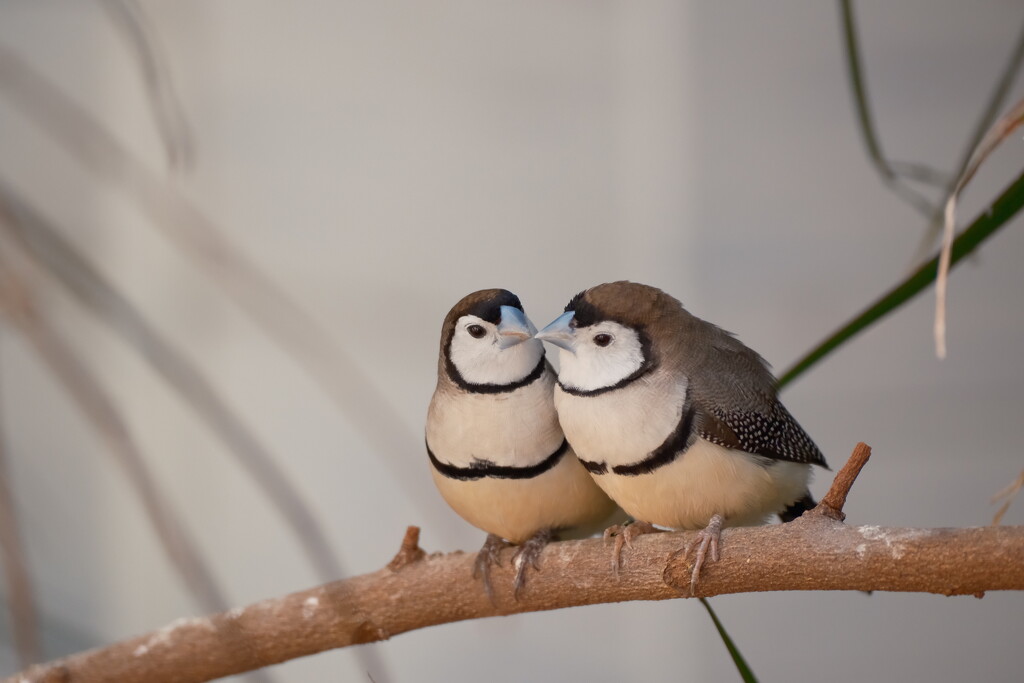 Two little lovebirds  by josharp186