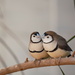 Two little lovebirds  by josharp186