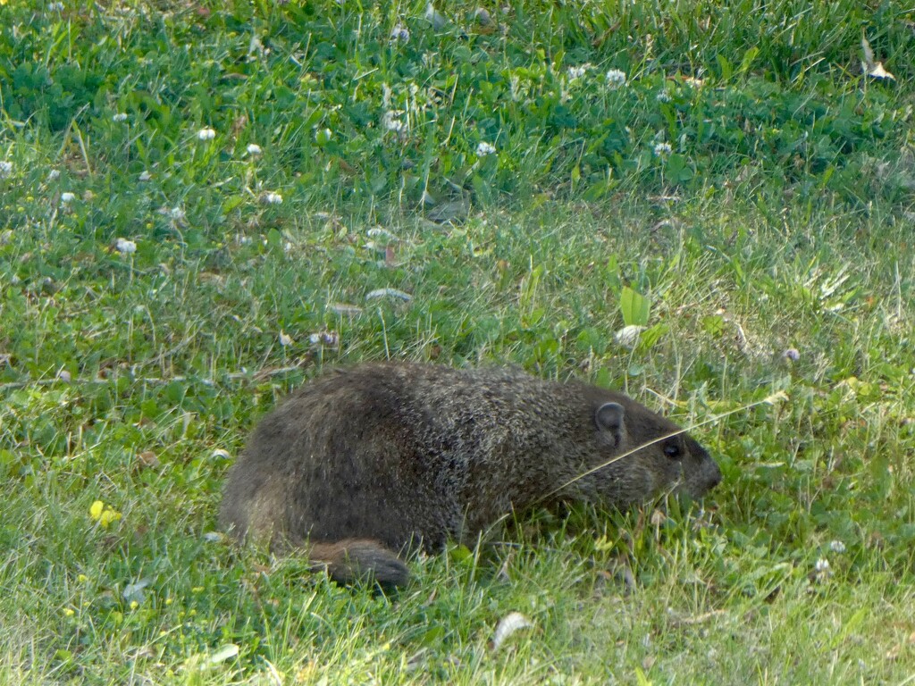 Groundhog by mtb24