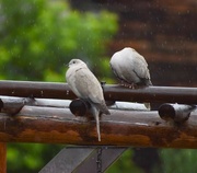 17th Jun 2024 - Rainy Day Doves