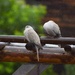 Rainy Day Doves by bjywamer