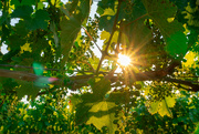 17th Jun 2024 - Sun-Kissed Vines and Crepuscular Rays