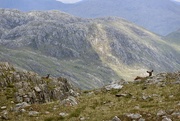 18th Jun 2024 - Deer on Luinne Bheinn