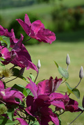 10th Jun 2024 - clematis in bloom