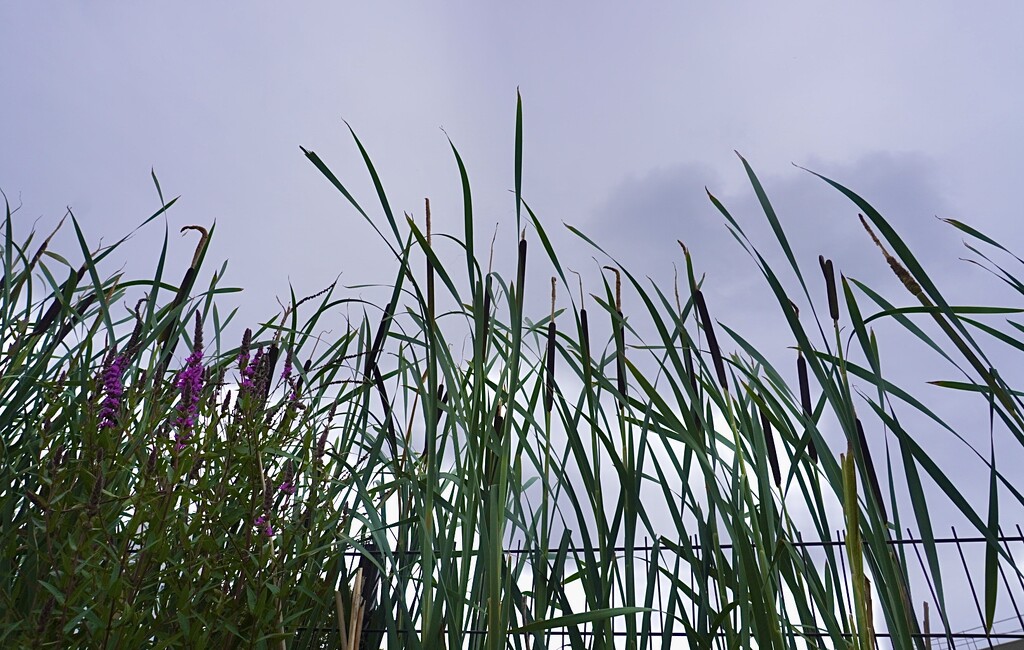 Bullrush reeds & cattails… by beverley365