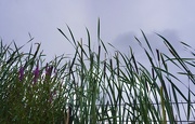 18th Jun 2024 - Bullrush reeds & cattails…