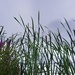 Bullrush reeds & cattails…