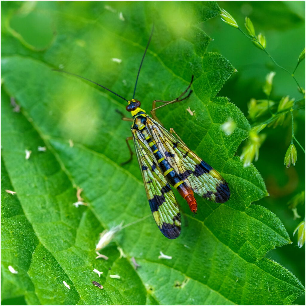 Common European Scorpionfly by clifford