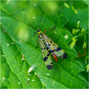 18th Jun 2024 - Common European Scorpionfly