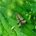 Common European Scorpionfly