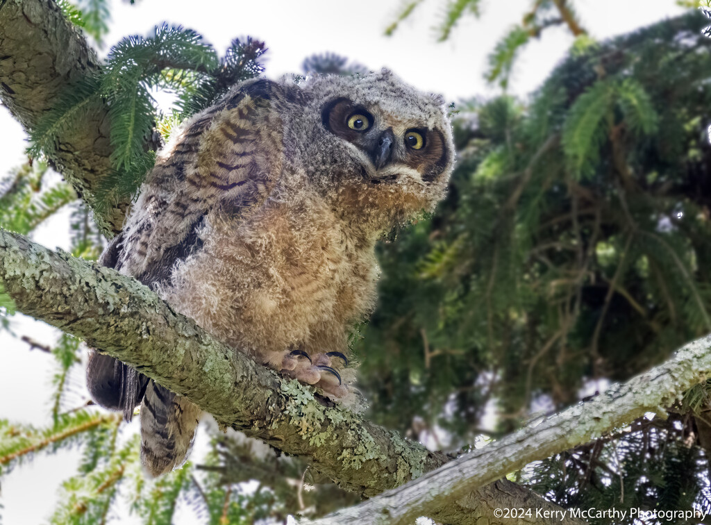 Baby Owl  by mccarth1