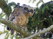 15th Jun 2024 - Baby Owl 