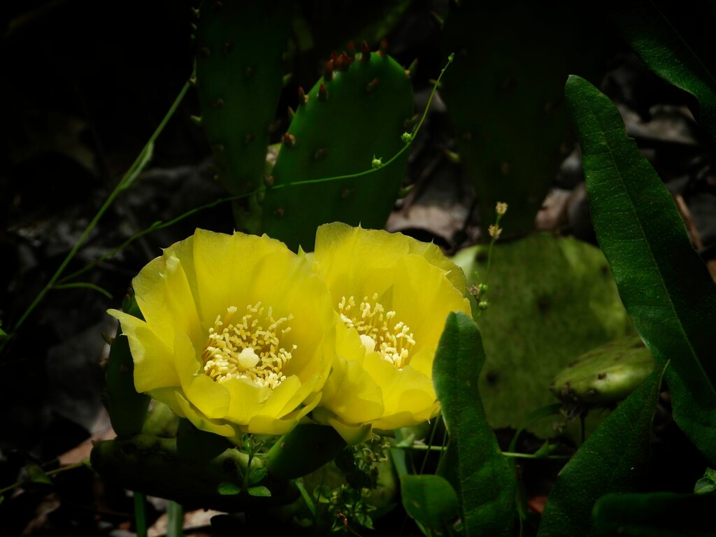 Prickly pear blossoms... by marlboromaam