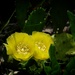 Prickly pear blossoms...